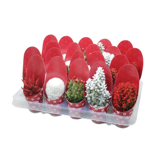 KAKTUS KAKTUS NOVO LETO