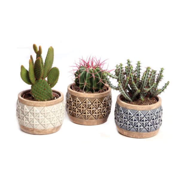 KAKTUS V OKRASNI POSODI L12