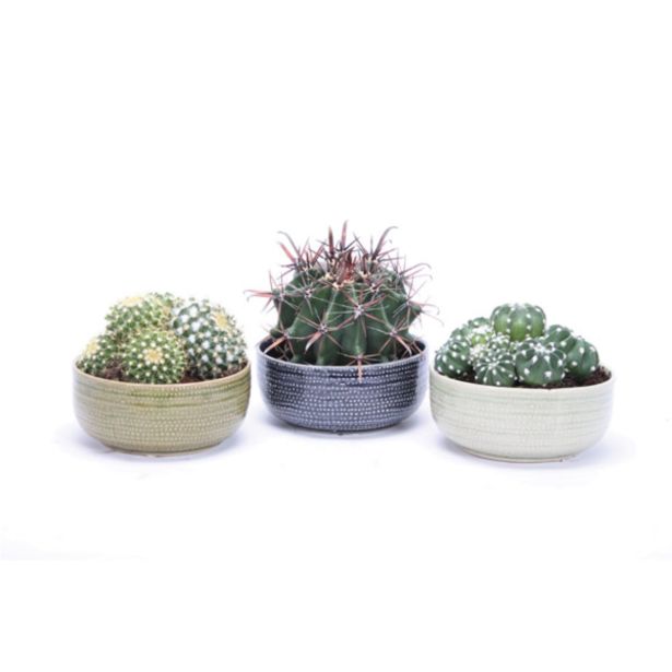 KAKTUS KAKTUS V OKRASNI POSODI