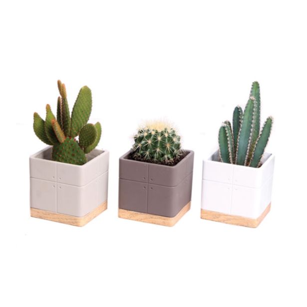 KAKTUS V OKRASNI POSODI KVADRAT L12