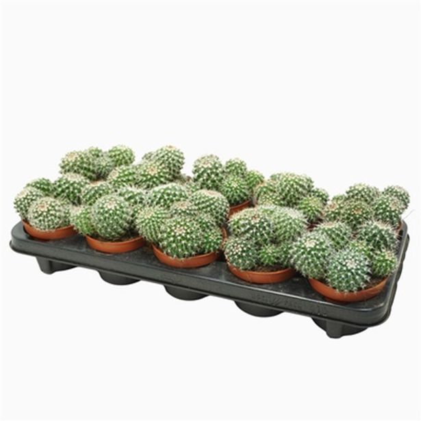 KAKTUS MAMILARIJA L10.5