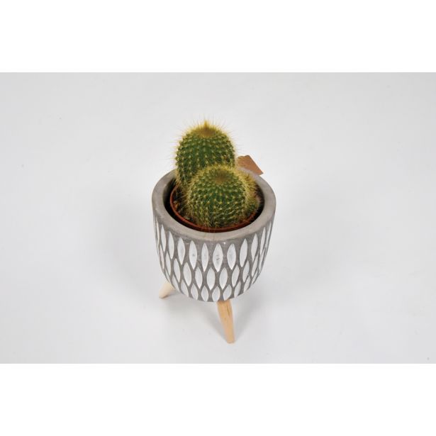 KAKTUS MIX V LONČKU NA STOJALU L7.5