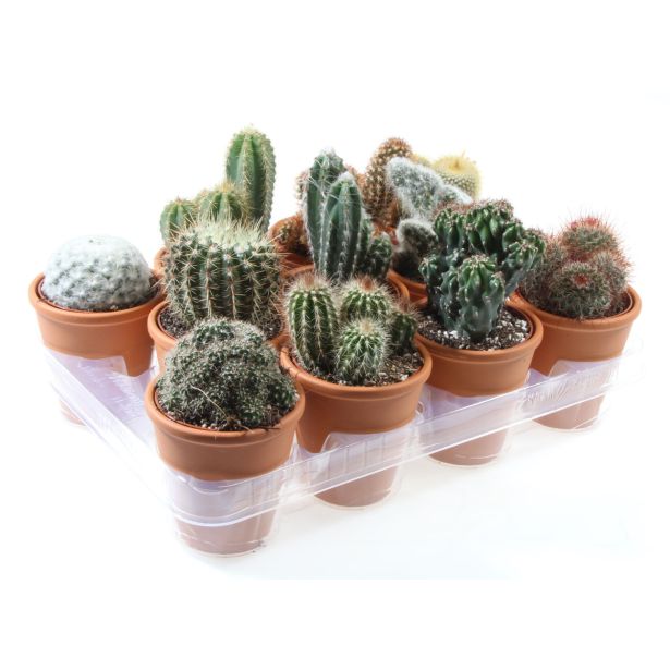 KAKTUS MIX V OKR. LONCU L10