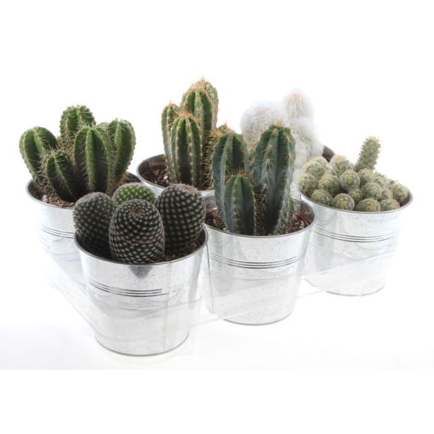 KAKTUS MIX V OKRASNEM LONCU L15