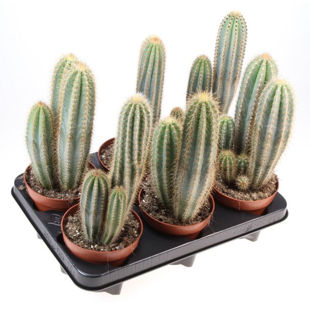 KAKTUS PILOSOCEREUS PACHYCLADUS L12