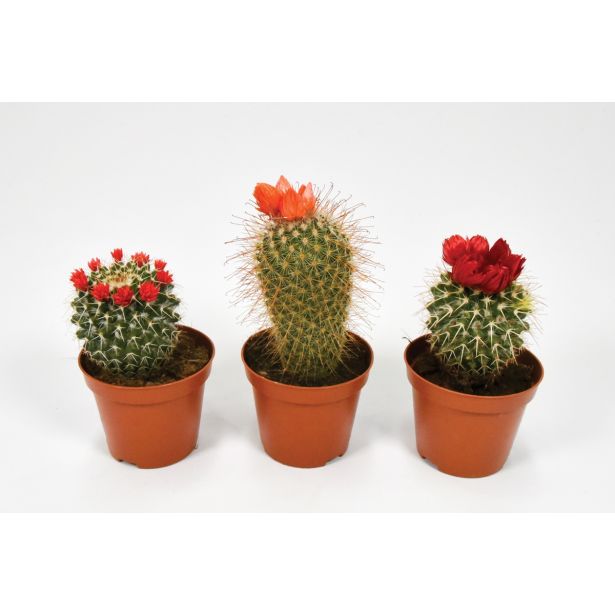 KAKTUS S CVETOVI L8.5 CM