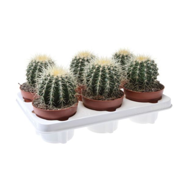 KAKTUS TAŠČIN SEDEŽ L10