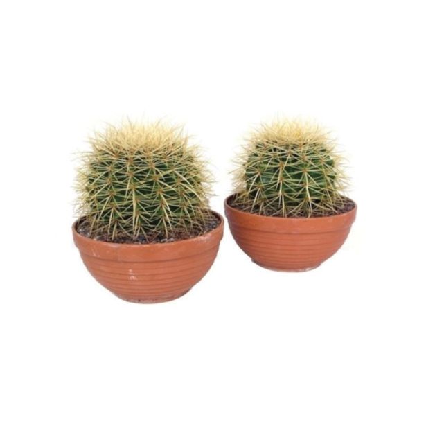 KAKTUS TAŠČIN SEDEŽ V GLINENEM LONCU L20