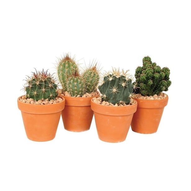 KAKTUS V GLINENEM LONCU L13