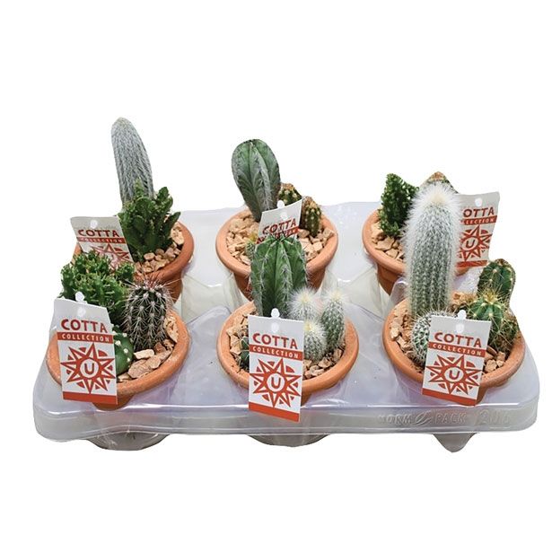 KAKTUS V GLINENI POSODI L11