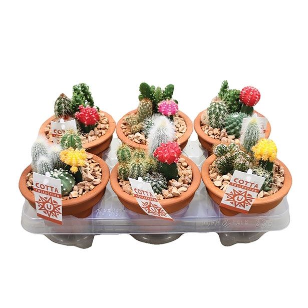 KAKTUS V GLINENI POSODI L13