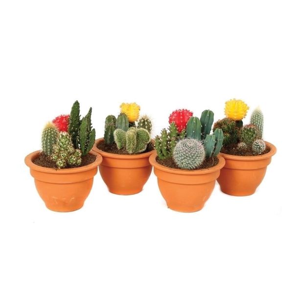 KAKTUS V GLINENI POSODI L13