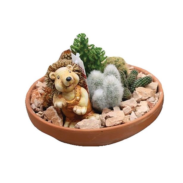 KAKTUS V GLINENI POSODI L23