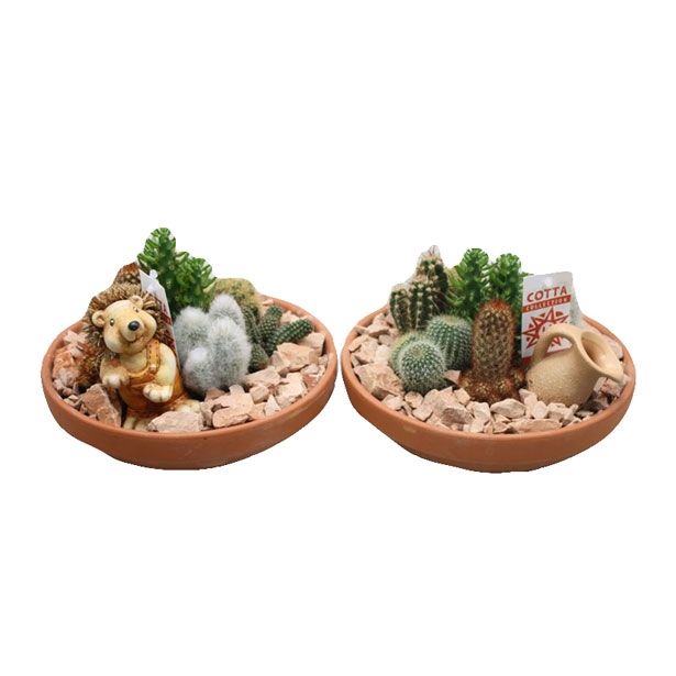 KAKTUS V GLINENI POSODI L23