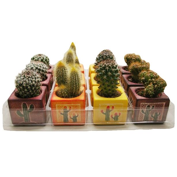 KAKTUS V OKRASNEM LONČKU KVADRAT