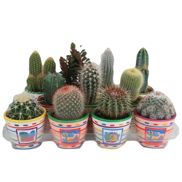 KAKTUS V OKRASNEM LONČKU MEHIKA