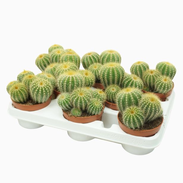 KAKTUS WARASII L10.5