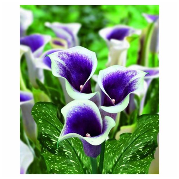 POLETI CVETOČA ČEBULICA HOLLAND BULB MARKET KALA PICASSO