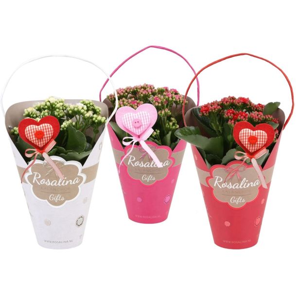 KALANHOJA KALANDIVA MIX SRČEK L12