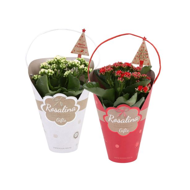 KALANHOJA BOŽIČNA MIX L12