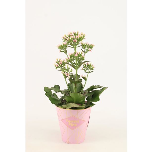 KALANHOJA FEMININE PINK L14