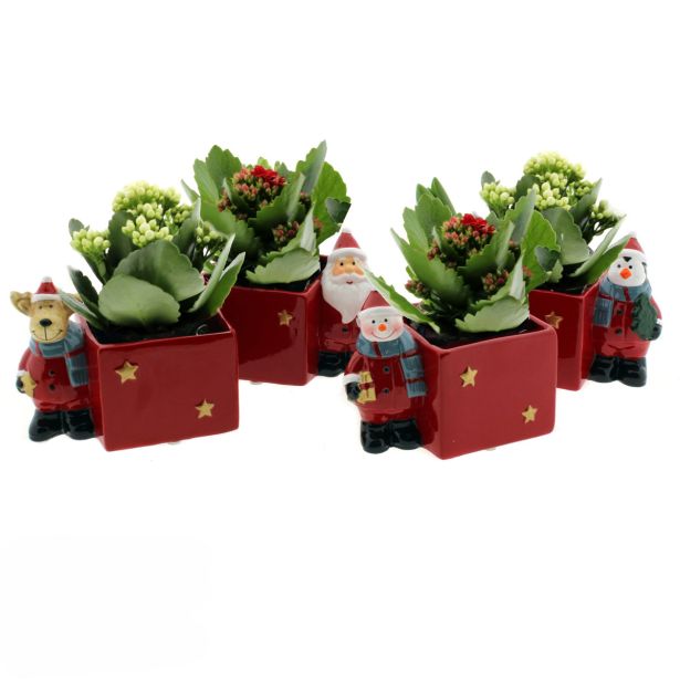 KALANHOJA L8 V DEKORATIVNEM LONČKU