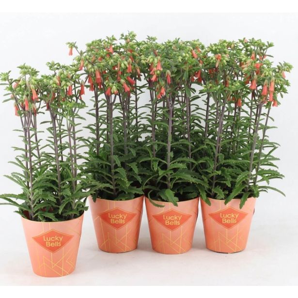 KALANHOJA LUCKY BELLS L14 CM