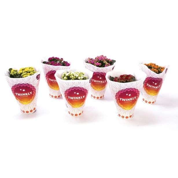 KALANHOJA MIX 6 BARV L12 VIŠ 25CM