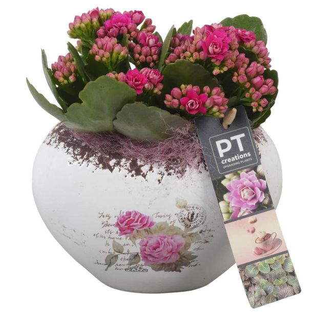 KALANHOJA PTVMB2270 ARANŽMA L15 CM