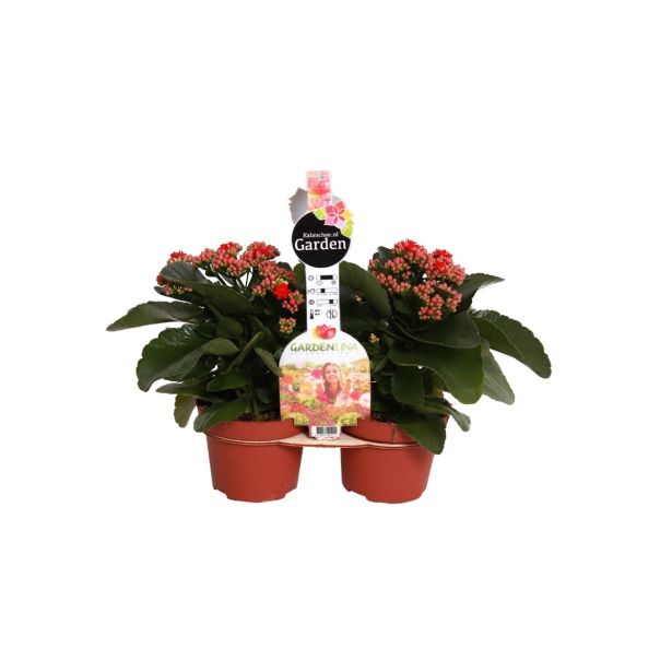 KALANHOJA RDEČA DUO L12