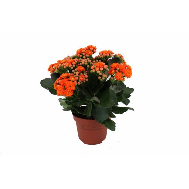 KALANHOJA ROYALE DON MIX L15