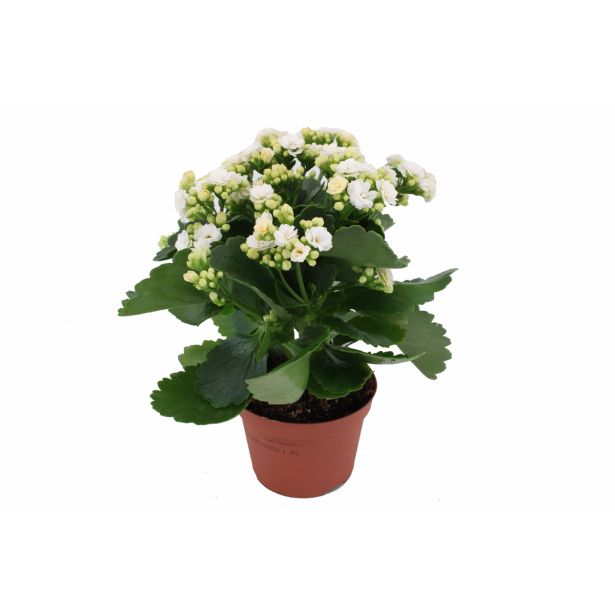 KALANHOJA ROYALE DON MIX L15