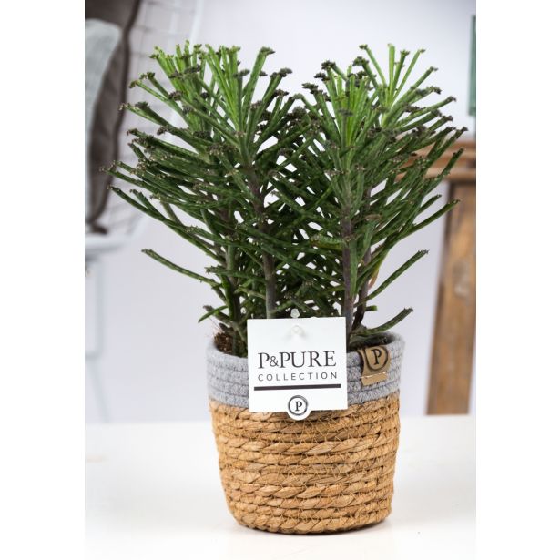 KALANHOJA V PLETENI KOŠARI L12