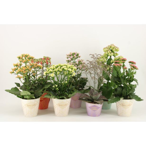 KALANHOJA VERANDA MIX L14