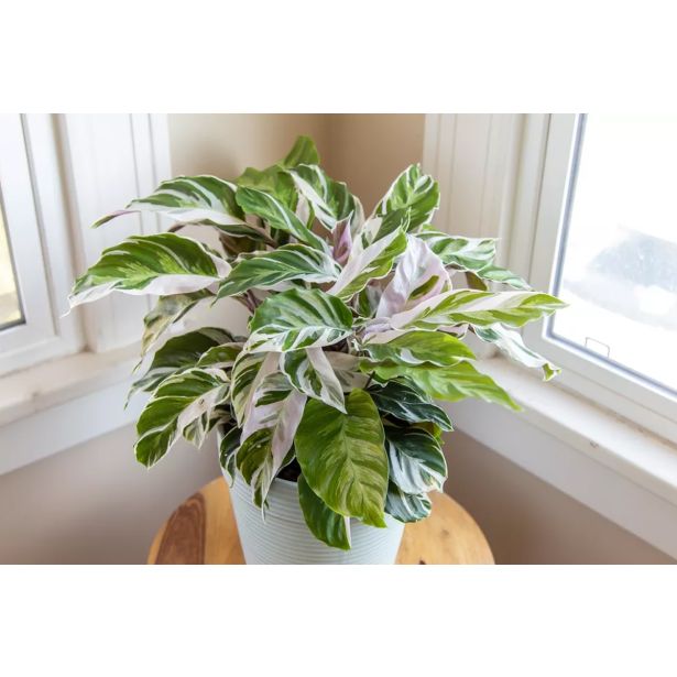 KALATEJA FUSION WHITE L14