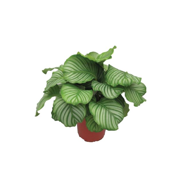 KALATEJA ORBIFOLIA L27