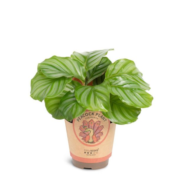 KALATEJA ORBIFOLIA L11 CM