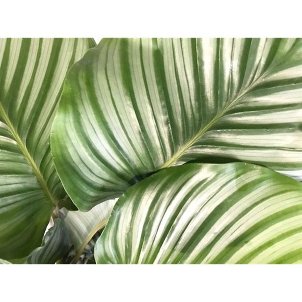 KALATEJA ORBIFOLIA L14