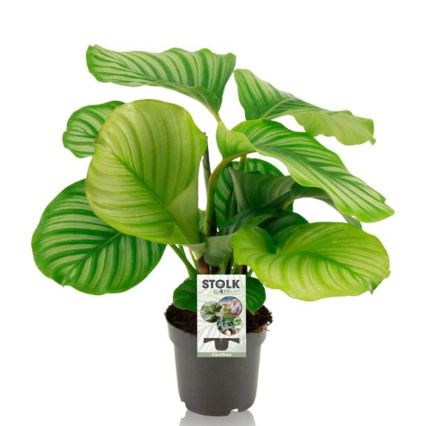 KALATEJA ORBIFOLIA L14 CM