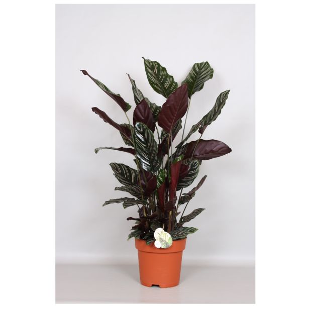 KALATEJA ORNATA ORBIFOLIA L24