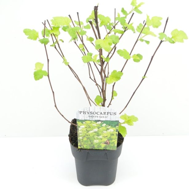 CVETOČA GRMOVNICA KALINOLISTNI POKALEC DART'S GOLD L17