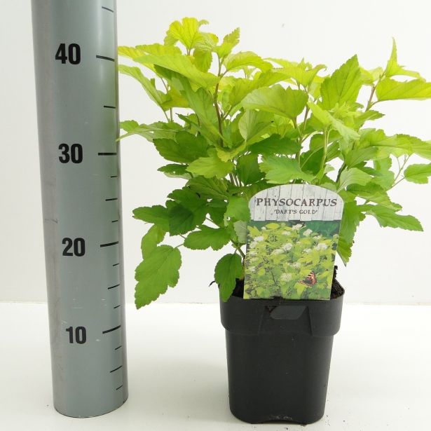 CVETOČA GRMOVNICA KALINOLISTNI POKALEC DART'S GOLD L17