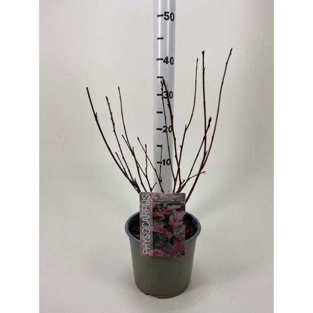 GRM KALINOLISTNI POKALEC LADY IN RED L19