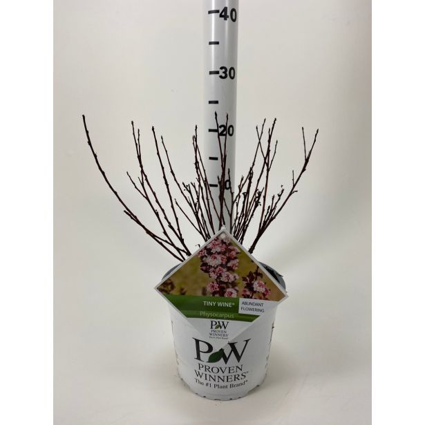 CVETOČA GRMOVNICA KALINOLISTNI POKALEC TINY WINE L19