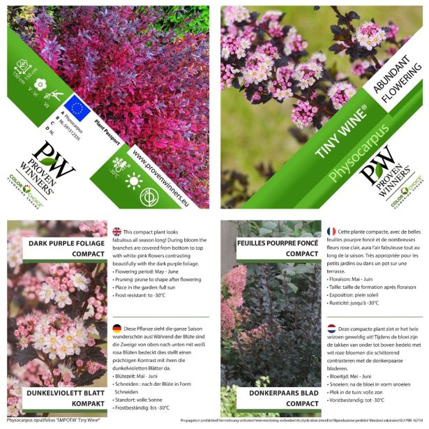 CVETOČA GRMOVNICA KALINOLISTNI POKALEC TINY WINE L19