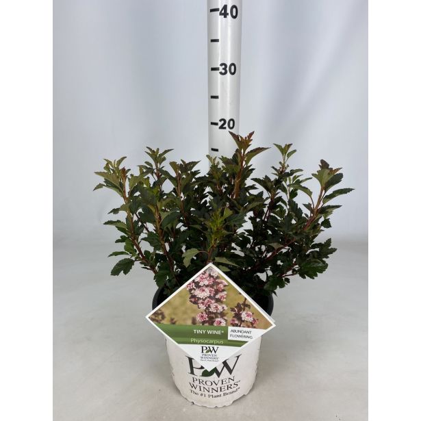 CVETOČA GRMOVNICA KALINOLISTNI POKALEC TINY WINE L19