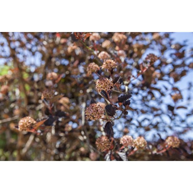 CVETOČA GRMOVNICA KALINOLISTNI POKALEC TINY WINE L19