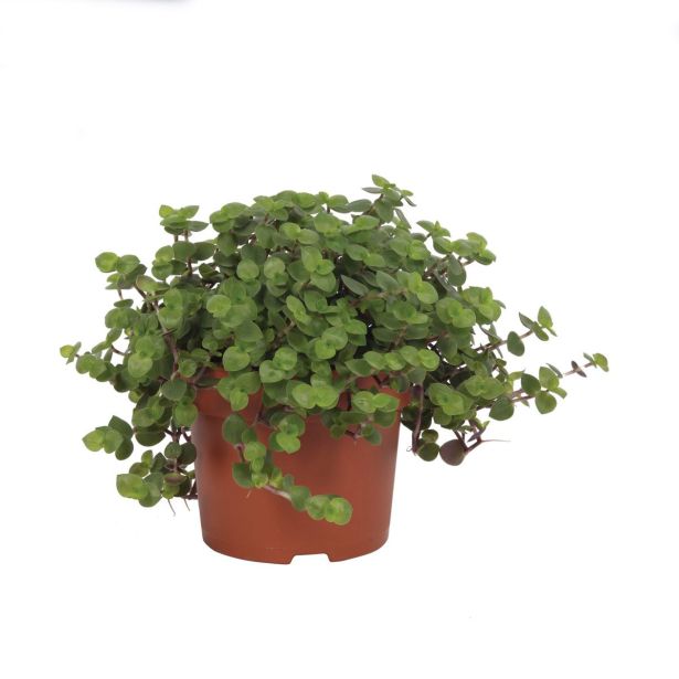 SOBNA ZELENA RASTLINA KALISA TURTLE L10.5