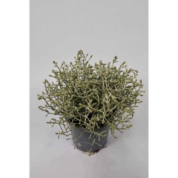 SEZONSKA RASTLINA KALOCEFALUS CALOCEPHALUS BROWNII