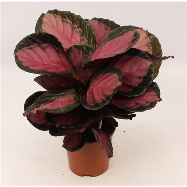 KALATEJA CRIMSON L14